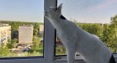 Кошка разбрасывает наполнитель из лотка? Это не характер, а серьезный сигнал - вот что он значит